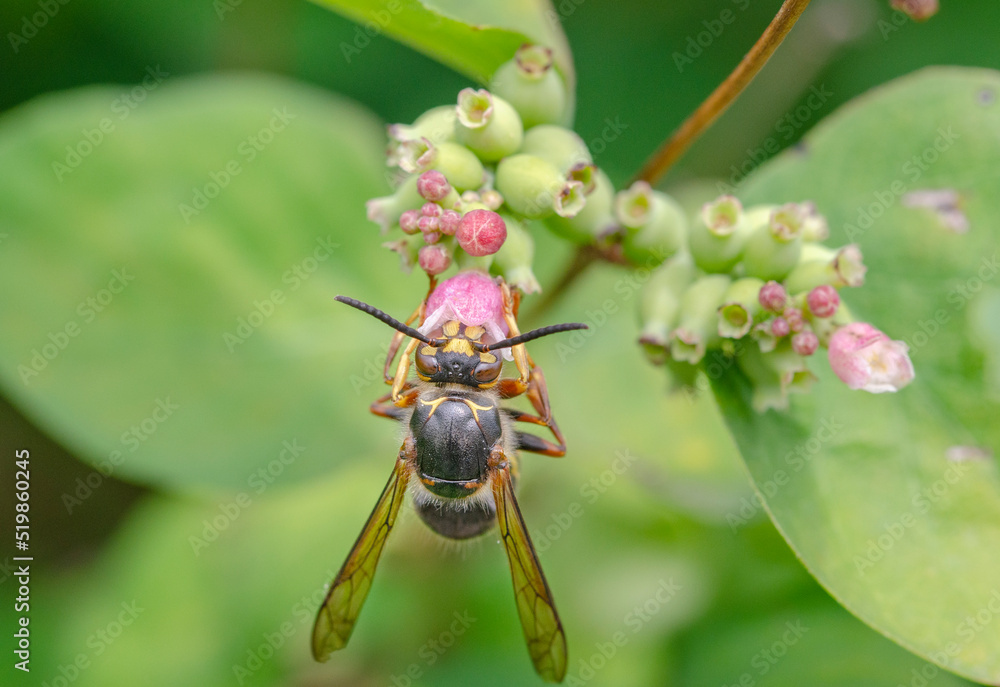 Wasp on a flower in nature Wasp on a flower in nature