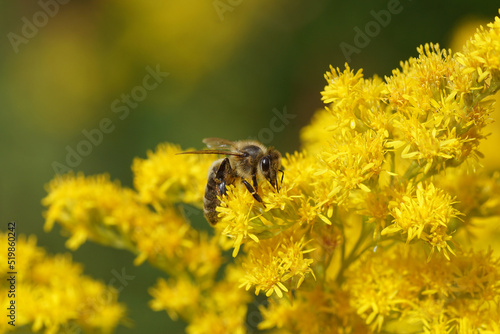 Western honey bee or European honey bee (Apis mellifera) on yellow flowers of Canadian goldenrod (Solidago Canadensis). Blurred flowers on the background. Netherlands, summer, July © Thijs de Graaf