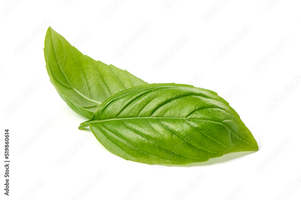 Fresh basil leaf, isolated on white background, close up. Basil herb. Fresh basil leaf, isolated on white background, close up. Basil herb.