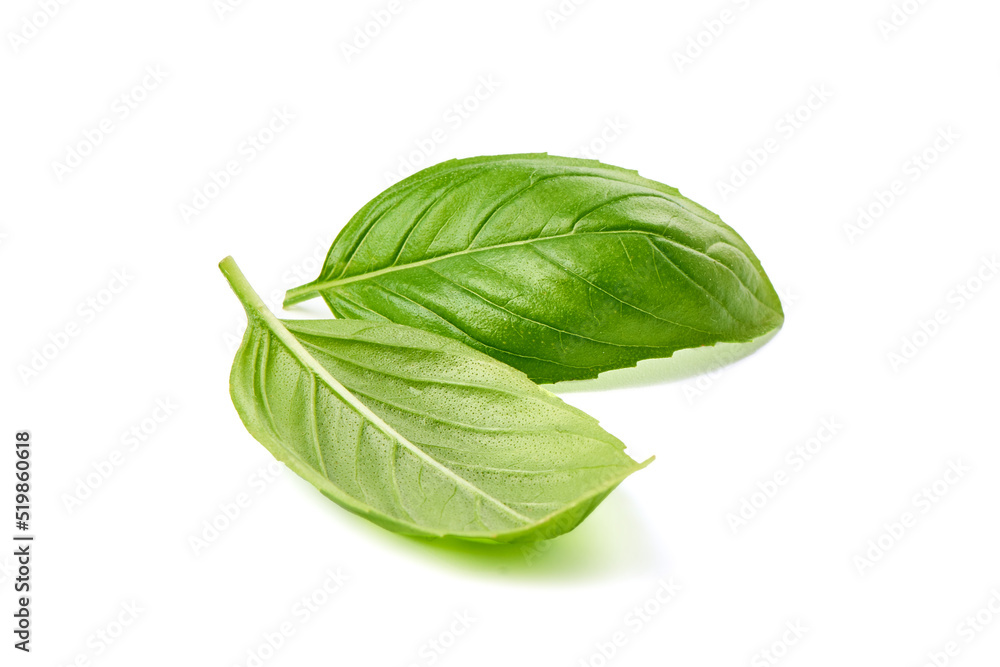 Fresh basil leaf, isolated on white background, close up. Basil herb. Fresh basil leaf, isolated on white background, close up. Basil herb.