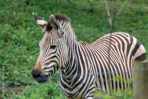Fototapeta Naklejka Na Ścianę i Meble -  Hartmanns mountain zebra (equus zebra hartmannae)