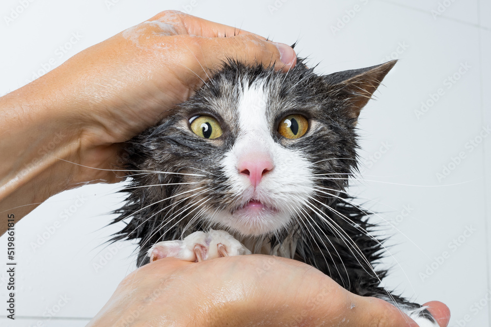 cat grooming. Funny cat taking shower or bath. Man washing cat. Pet
