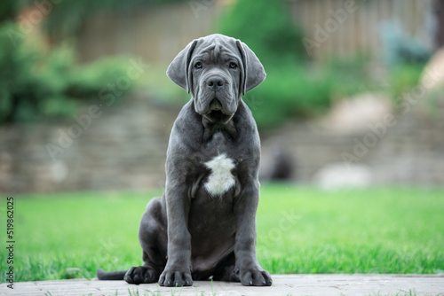 Grey schenko cane corso in the park