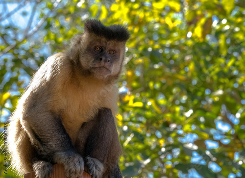 Lindo macaco-prego-amarelo fotografado em mata de parque aquático em Caldas Novas, Goiás, Brasil.