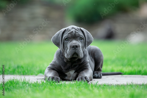 Grey schenko cane corso in the park