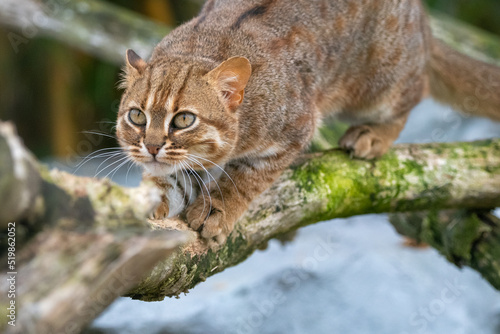 Rusty-spotted cat climbing on log. In captivity at Hamerton Zoo