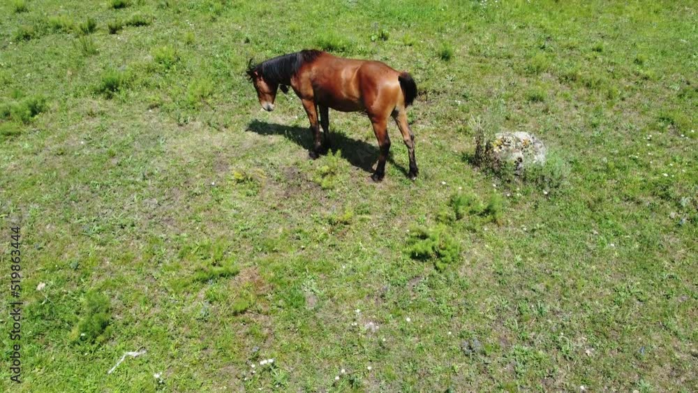 A horse is grazing in a meadow in the mountains eating grass. High quality 4k footage A horse is grazing in a meadow in the mountains eating grass. High quality 4k footage