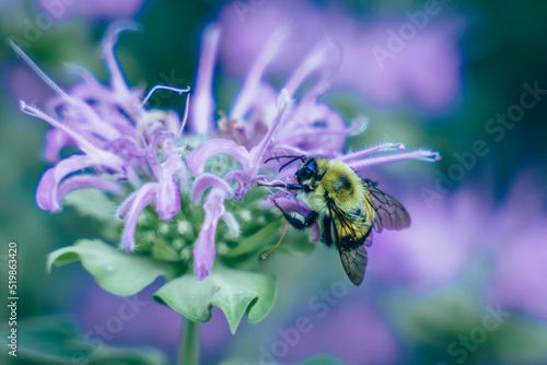bee on a flower