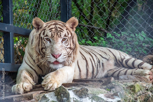 tiger in the zoo