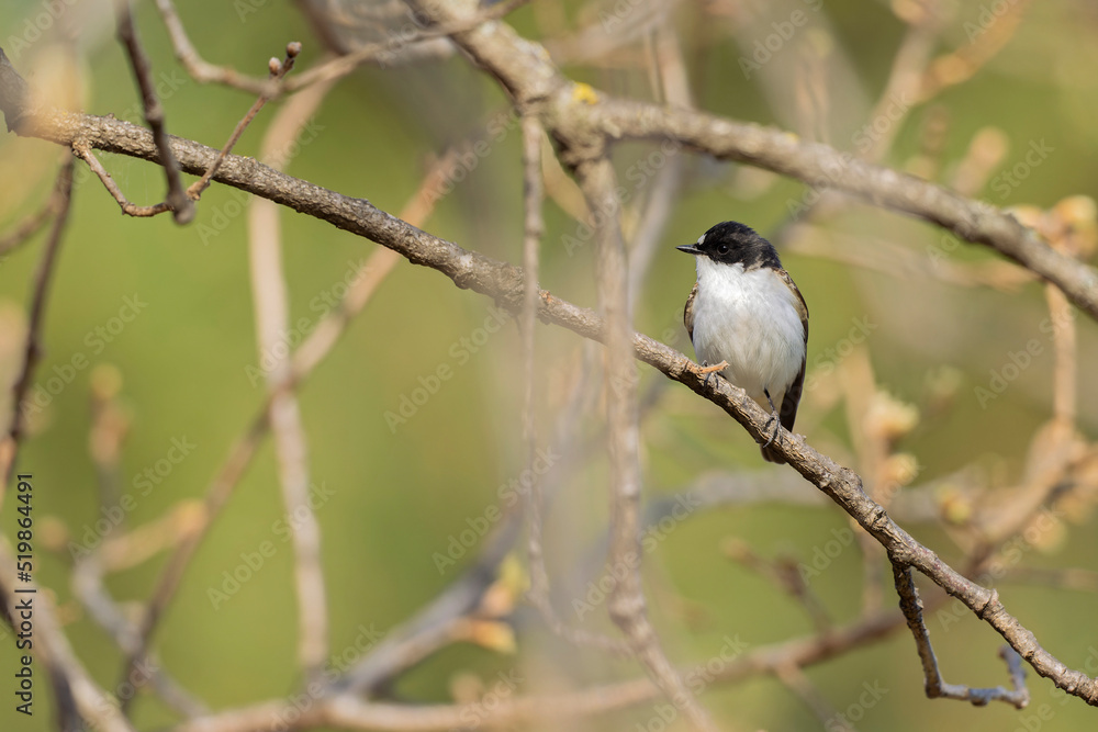 A male European pied flycatcher (Ficedula hypoleuca) perched on a branch.