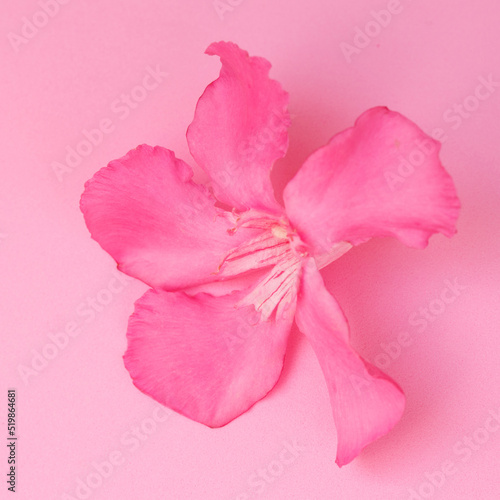 Pink oleander flower on a pink background.