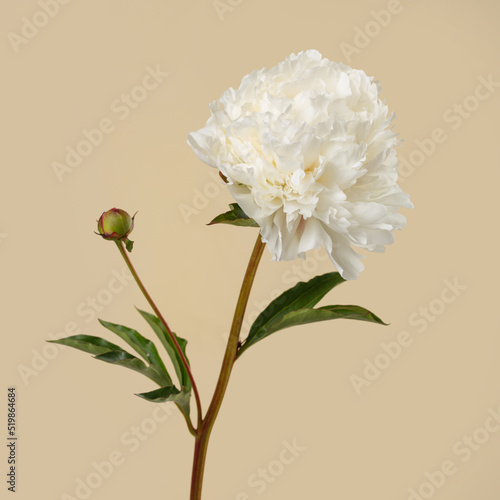 White peony flower isolated on beige background. © ksi