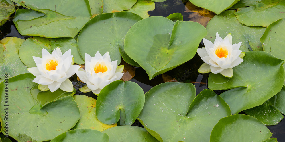 Three white water lilies with orange centers in a row in a patch of wild lily pads Three white water lilies with orange centers in a row in a patch of wild lily pads