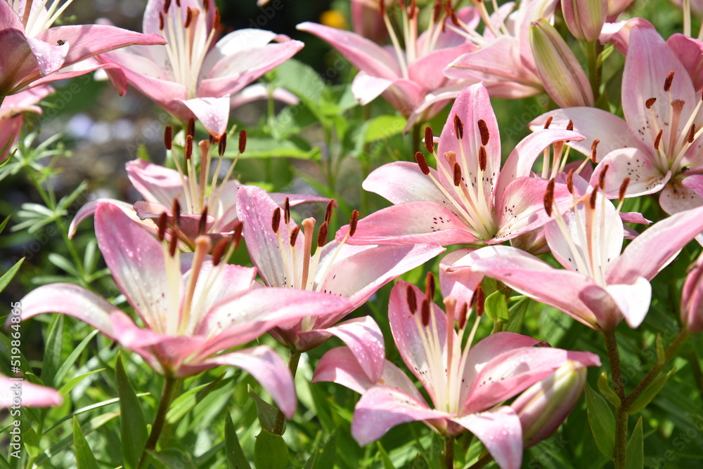 Pink daylily flowers in the summer garden