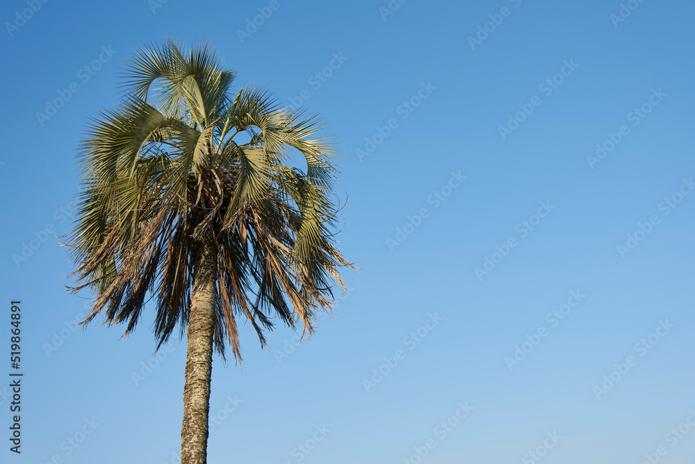 El Palmar National Park, in Entre Rios, Argentina, a protected area where the endemic Butia yatay palm tree is found. Concepts: nature travel, enjoyment of the outdoors, protection of native species. El Palmar National Park, in Entre Rios, Argentina, a protected area where the endemic Butia yatay palm tree is found. Concepts: nature travel, enjoyment of the outdoors, protection of native species.
