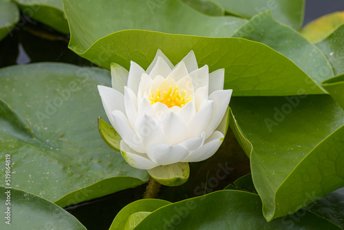 A single white lily flower is central in a group of green lily pads in closeup photo