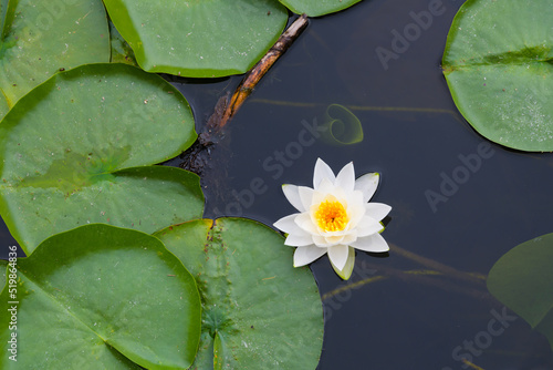White Water Lily in bloom with yellow center and green pads floating on water with underwater unopened lily pad photo