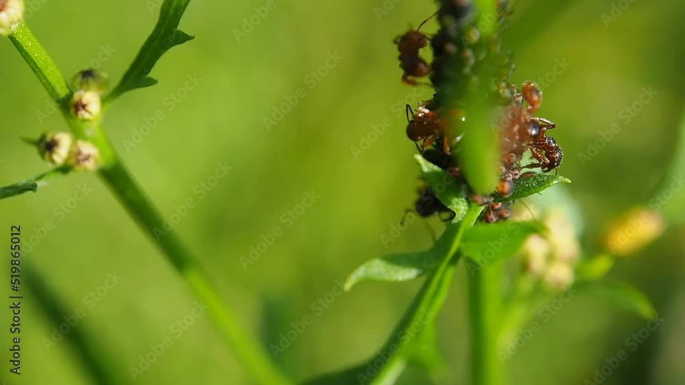 Ants take care of a colony of aphids on the stem of plant. Symbiosis of an emmet and aphids in the natural environment. Ants take care of a colony of aphids on the stem of plant. Symbiosis of an emmet and aphids in the natural environment.