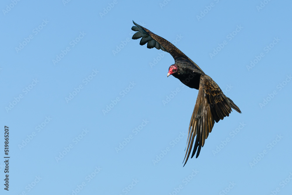 Turkey Vulture makes a sweeping turn against an isolated blue sky. Its red head contrasts with the dark wings and body Turkey Vulture makes a sweeping turn against an isolated blue sky. Its red head contrasts with the dark wings and body