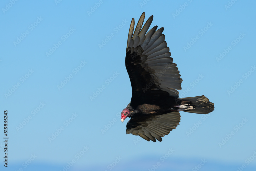 Turkey vulture scanning the ground as it soars above Western Washington on a blue sky day with red head visible and tail and wings extended Turkey vulture scanning the ground as it soars above Western Washington on a blue sky day with red head visible and tail and wings extended