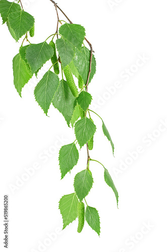 Young branch of birch with buds and leaves isolated on a white background. Birch sprig with catkins.