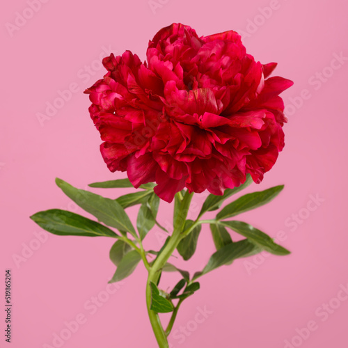 Beautiful red peony isolated on a pink background.