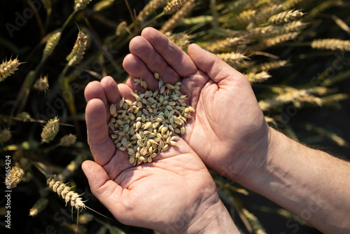 Close-up farmer's hands hold a handful of grains of wheat, rye in a wheat, rye field. A man's hand holds ripe grains of cereals on a blurred background of a grain field. Top view. Harvesting concept.