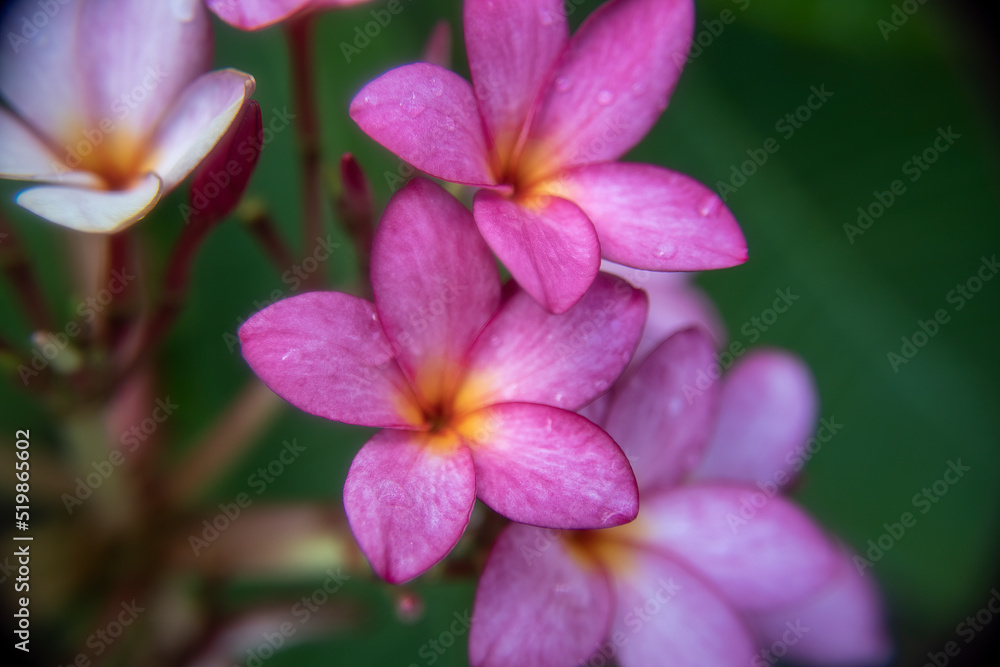 Close up of a beautiful Frangipani flower in Mexico Close up of a beautiful Frangipani flower in Mexico