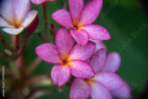 Close up of a beautiful Frangipani flower in Mexico