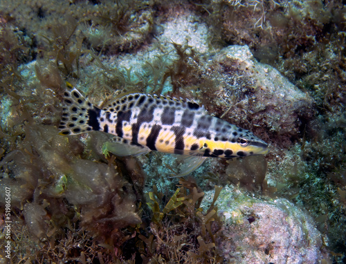 A Harlequin Bass (Serranus tigrinus) in Isla Mujeres, Mexico
