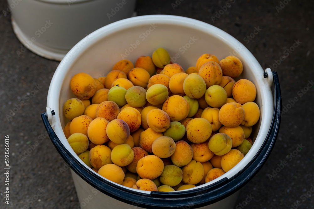 Harvesting apricots. Organic Mediterranean gardening. Healthy eating. A series of pictures. Harvesting apricots. Organic Mediterranean gardening. Healthy eating. A series of pictures.