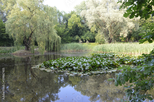 FESTIWAL KWIATÓW - LILIA WODNA -OCZKO WODNE  photo