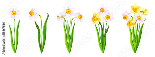 Set of beautiful white and yellow narcissus in cartoon style. Vector illustration of spring and summer flowers large and small sizes with closed and open buds on white background.