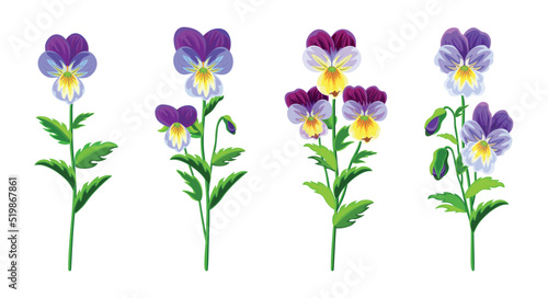 Set of beautiful purple violets in cartoon style. Vector illustration of spring and summer flowers large and small sizes with closed and open buds on white background.