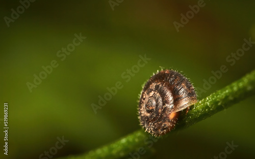 Small land snail (Hygromiidae) on a green stalk