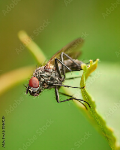 Small fly on green leaf from Anthomyiidae family