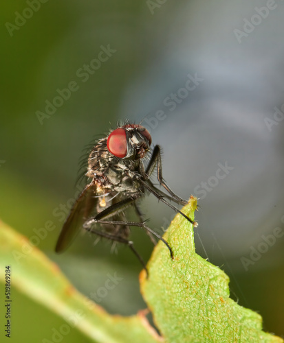 Small fly on green leaf from Anthomyiidae family