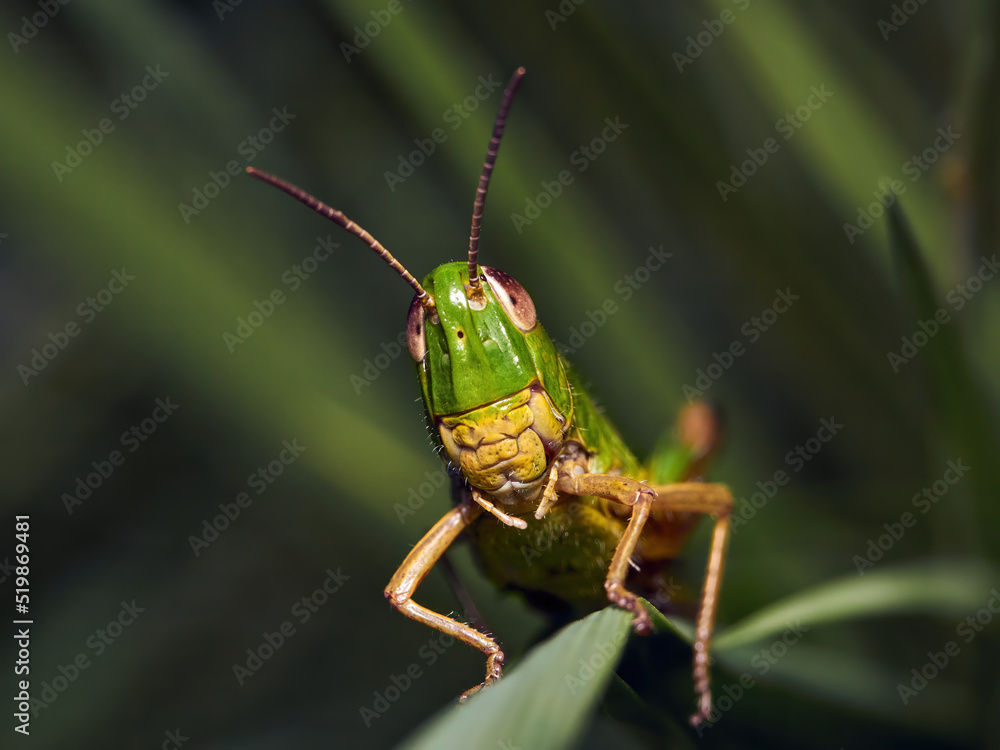 Green grasshoppers (caelifera) between the green grass Green grasshoppers (caelifera) between the green grass