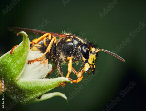 Vespula vulgaris, common wasp on a green plant