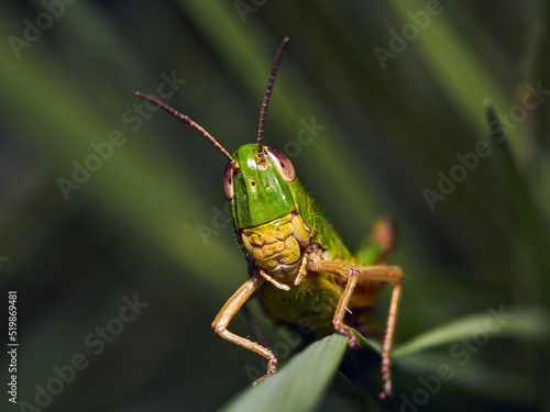 Green grasshoppers (caelifera) between the green grass © Rafa