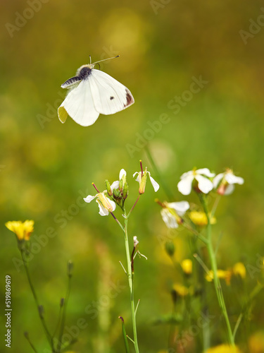 White butterfly flying over the flower