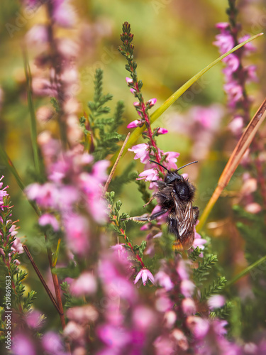 Bombus rupestris (cuckoo bumblebee) between between the purple heather