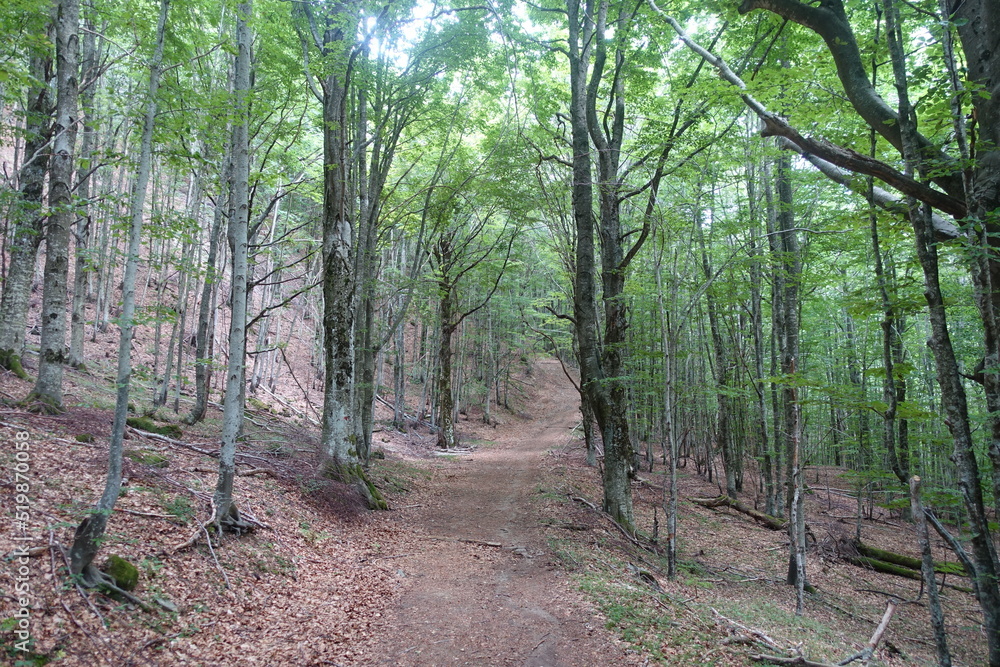 foresta parco regionale alto appennino modenese foresta parco regionale alto appennino modenese