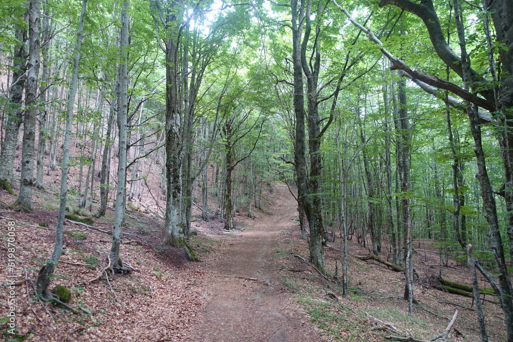 foresta parco regionale alto appennino modenese