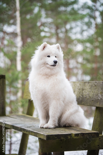 White fluffy Samoyed is walking in the forest, Balta kapa in Baltic, Latvia photo