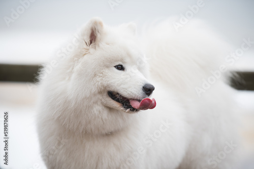 White fluffy Samoyed is walking in the forest, Balta kapa in Baltic, Latvia