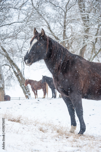 Wallpaper Mural Quarter Horses in snowy field
 Torontodigital.ca
