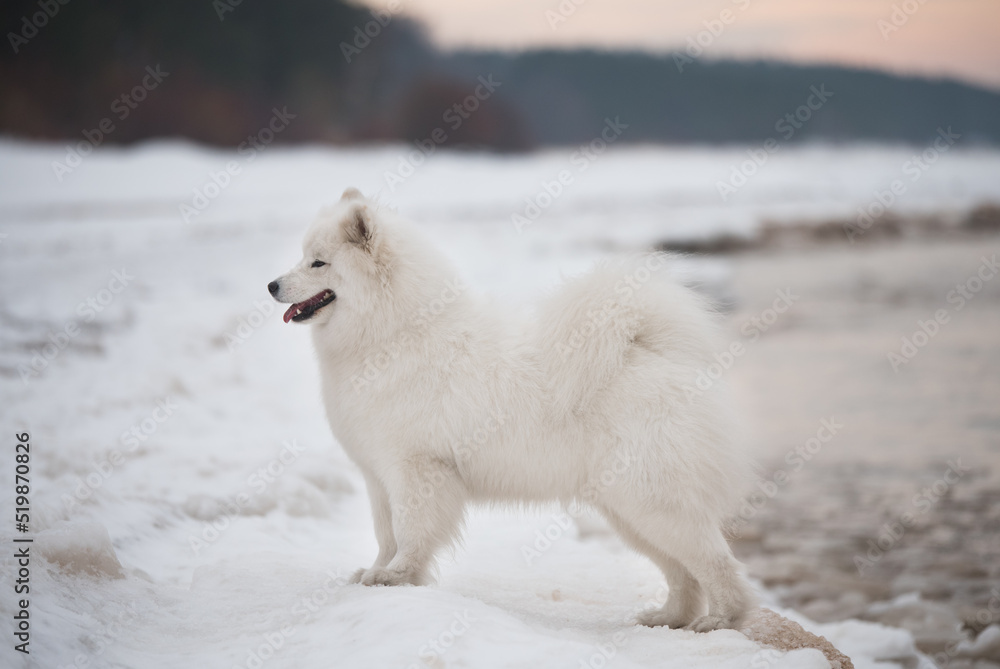 Fototapeta premium White Samoyed white dog is on snow beach in Latvia