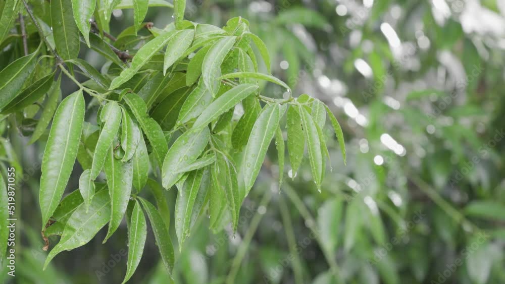 Leaves on a tree with dripping raindrops close-up with beautiful bokeh against the background of falling rain. Foliage in rainy weather. 