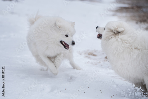 Two Samoyed white dogs are running on snow beach in Latvia